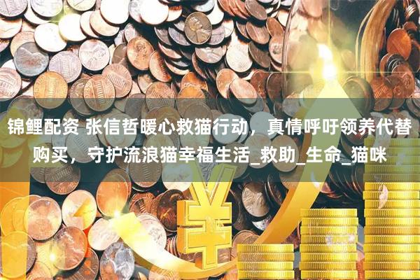锦鲤配资 张信哲暖心救猫行动，真情呼吁领养代替购买，守护流浪猫幸福生活_救助_生命_猫咪